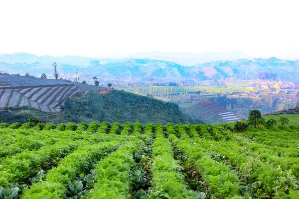 Une Rangée Plantations Carottes Sur Vignoble Montagne Dans Pays Région — Photo