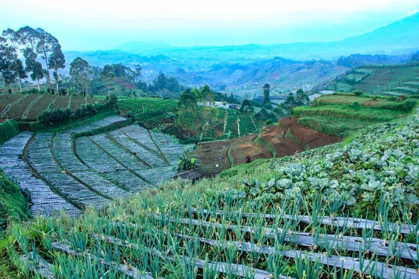 terraced vegetable garden in countryside in early morning