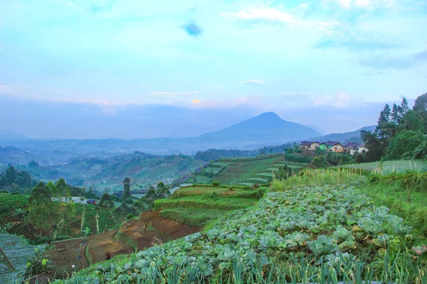 Cold Morning Mountain View Cabbage Plantation Village Dieng — Stock Photo, Image
