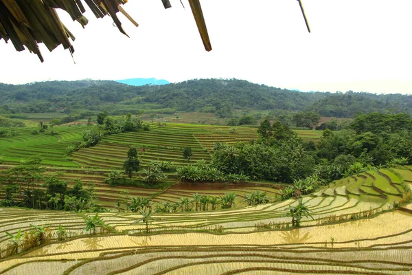 Вид Рисовые Поля Сельской Местности Холма — стоковое фото
