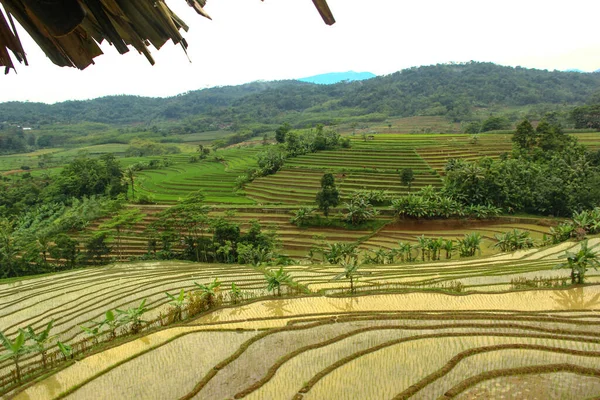 Kırsaldaki Teraslı Pirinç Tarlalarının Manzarası — Stok fotoğraf