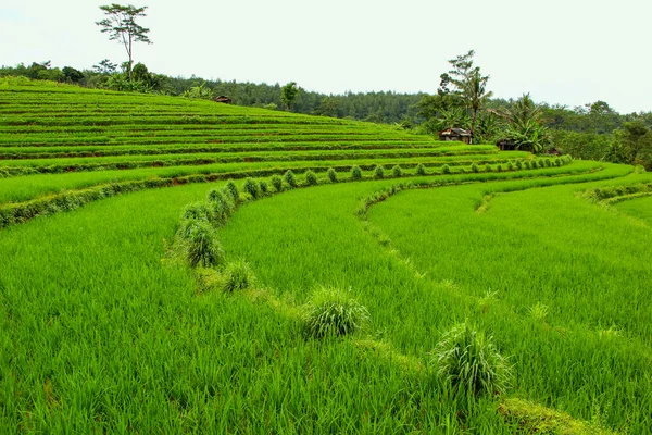 Rýžových Polí Terasové Bali — Stock fotografie