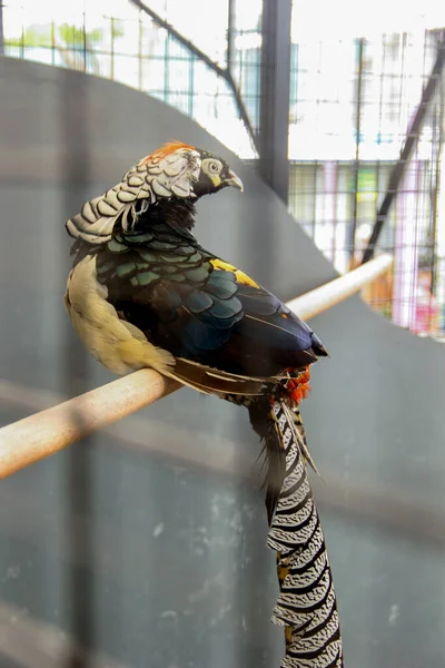 Male Lady Amherst Ini Burung Bertengger Cabang Dalam Sangkar — Stok Foto