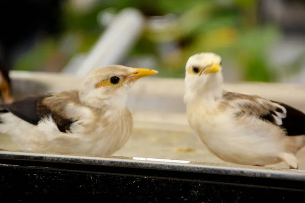 Beyaz sığırcık çılgınca yiyecek arıyor.