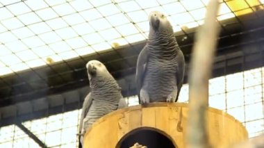 Afrikalı Gri Papağan kafeste duruyor