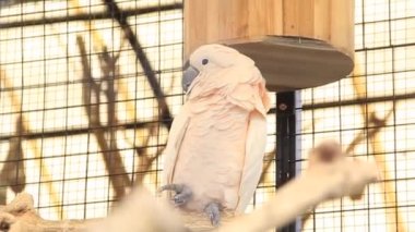 Beyaz Kakadu - Kafesinde çömelmiş Kakatua albası