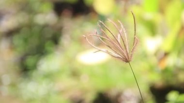 Nut Grass (Cyperus rotundus L.) bulanık yeşil arka planda