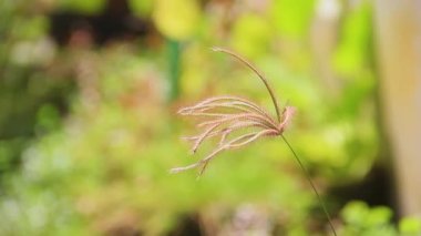 Kahverengi Fındık Çimi rüzgarda sallanıyor Bokeh yeşili bir arka planda