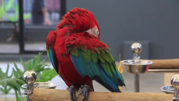 Der Rote Ara Vogel Säubert Die Federn Körper — Stockvideo