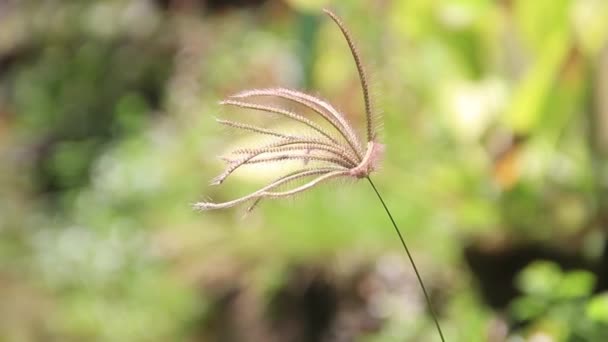 Brown Flower Nut Γρασίδι Ταλαντεύεται Στον Άνεμο Ένα Θολό Πράσινο — Αρχείο Βίντεο