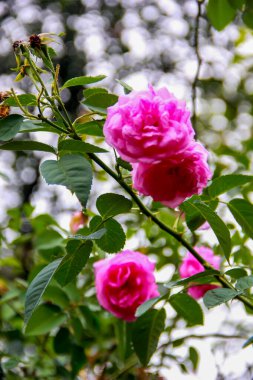 Bahçede arka planı bulanık pembe gül çiçeği