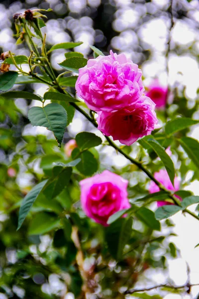 Rose Flor Fundo Rosa Borrada Rosas Flor Jardim — Fotografia de Stock