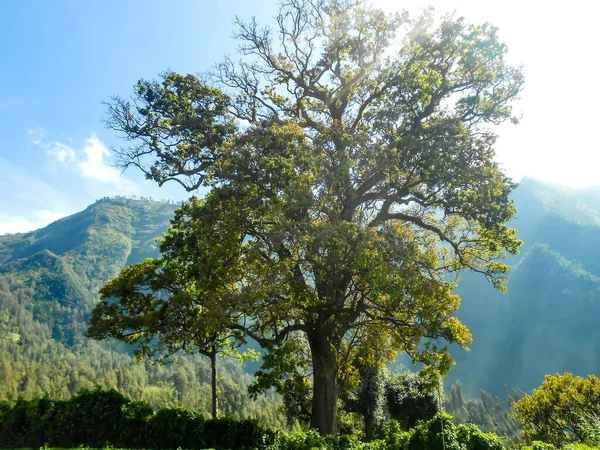 Güneşin Doğuşu Büyük Bir Ağacı Aydınlatır Dağlık Bir Arka Planı — Stok fotoğraf