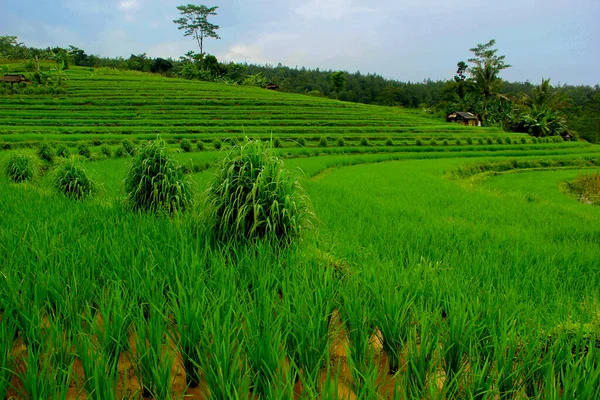 Pohled Zelené Rýžové Pole Bali — Stock fotografie