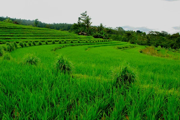 Yeşil Pirinç Terasları Bulutlu Gökyüzü Manzarası — Stok fotoğraf