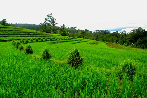 Terrazze Riso Verde Paesaggio Con File Erba Bali — Foto Stock