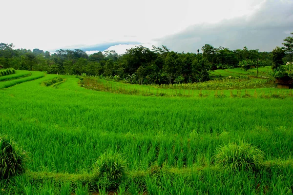 Green Rice Field Terraces Bali — Stock Photo, Image