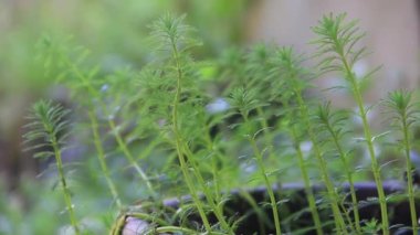 Rüzgarda sallanan su bitkisi myriophyllum aquaticum