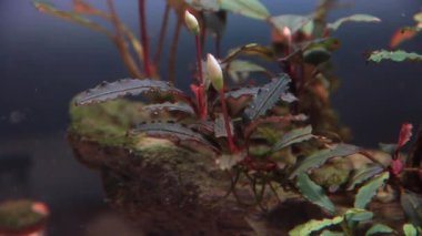 Yaklaş bucephalandra kedagang kırmızı akvaryumu tatlı su akvaryumlarında çiçek açar. Sudaki çiçek