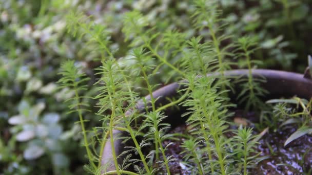 Myriophyllum Aquaticum Balancement Frappé Par Vent Plantes Aquatiques — Video