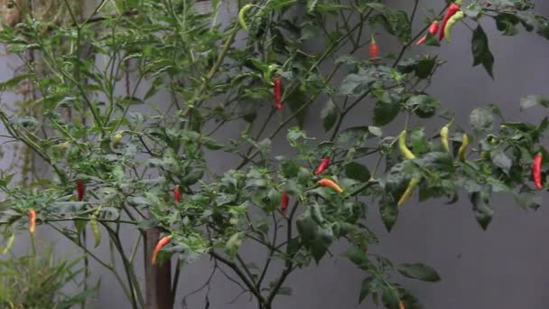 Déplacement Latéral Lent Des Plantes Chili Portant Des Fruits — Video