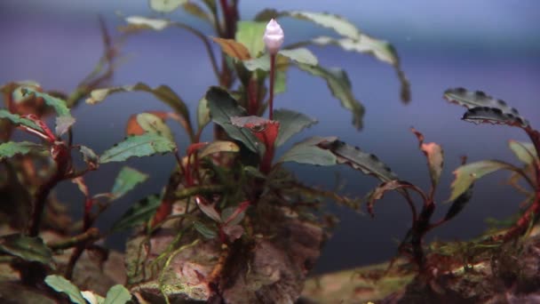 Крупним Планом Рослина Червоного Акваріума Тропічних Прісноводних Акваріумах Вид Знизу — стокове відео