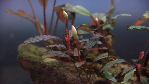 Zamknij Bucephalandra Kedagang Czerwone Kwitnące Rośliny Akwariowe Krewetki Ozdobne Akwariach — Wideo stockowe