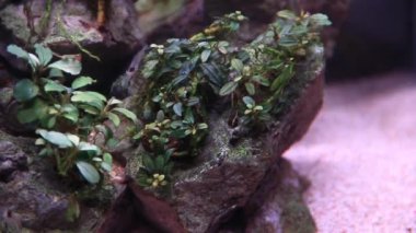 Mini bucephalandra akvaryum bitkilerini ve tatlı su akvaryum kayaları üzerinde neokaradina karidesini kapatın. Taşın üzerindeki bitkiler