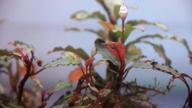 Bucephalandra Brownie Red 'in çiçeğini kapatın yapraklarda oksijen kabarcıkları oluşturun.