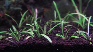 Akvaryum tankında Sagittaria subulata için akvaryum bitkileri