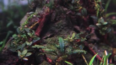 Sudaki bucephalandra bitkisini karideslerle kapatın.