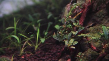 Akvaryumdaki ağaç köküne tutunan küçük bir bucephalandra bitkisine yaklaş