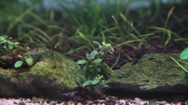 Akvaryumdaki karidesli küçük bucephalandra bitkilerinin güzelliği