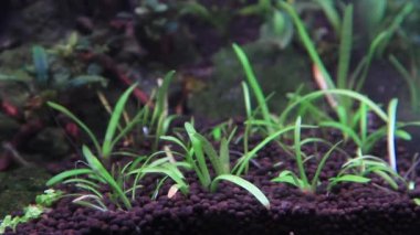 Sualtı sagittaria subulata yeşil otları su akıntısı tarafından üflenir. Topraktaki çimenler