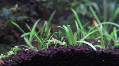 Su bitkisi Sagittaria subulata otları akvaryumda sallanıyor.