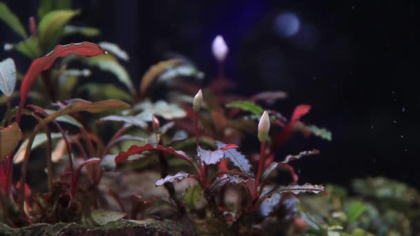 Incrível Close Beleza Bucephalandra Kedagang Vermelho Florescendo Subaquático Aquário — Vídeo de Stock