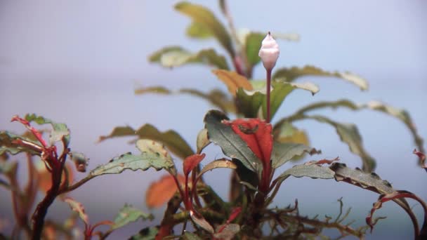 Close Bucephalandra Brownie Red Producir Burbujas Aire Oxígeno Las Hojas — Vídeo de stock