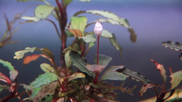 Beauté Bucephalandra Kedagang Rouge Fleurissant Sous Eau Dans Aquarium Est — Video