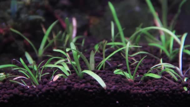 Plantes Aquarium Premier Plan Sagittaria Subulata Dans Aquarium — Video