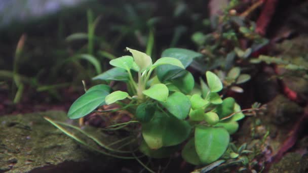 Altı Anubias Bitkisi Akvaryumda Canlı Akvaryum Yeşili Bitkiler — Stok video