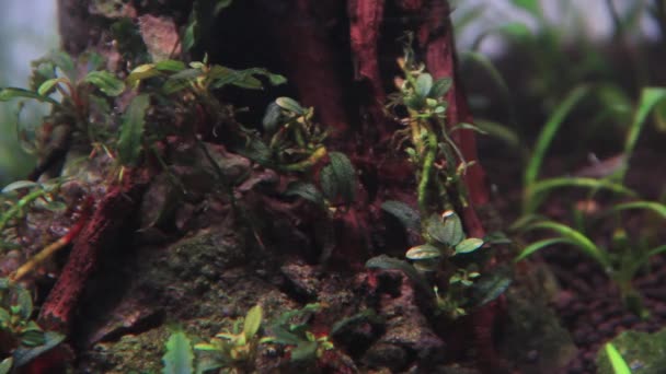 Tutup Tanaman Bucephalandra Yang Melekat Pada Akar Kayu Akuarium — Stok Video