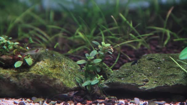 Beauté Des Minuscules Plantes Bucéphalandres Dans Aquarium Aux Crevettes Ornementales — Video