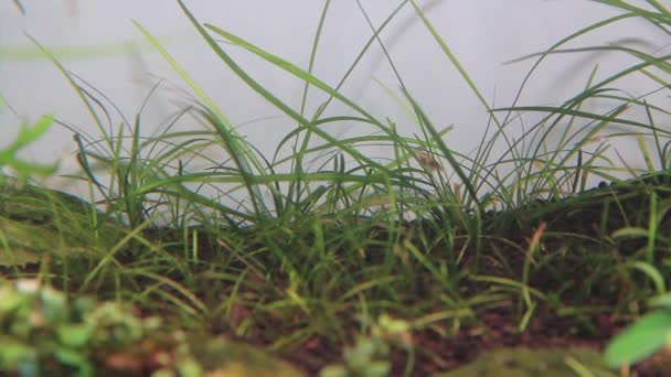 Echinodorus Tenellus Verde Planta Grama Subaquática Grama Água — Vídeo de Stock