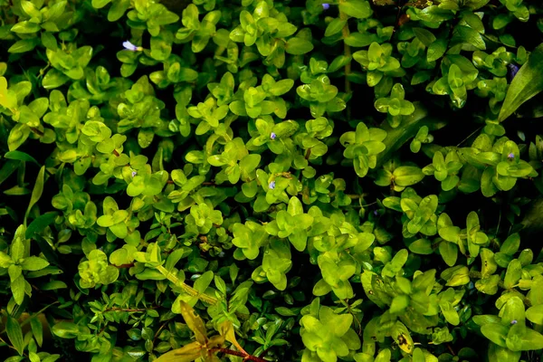 Mörkgröna Blad Inhemska Bacopa Caroliniana Evergreen Vinstockar Naturliga Blad Ram — Stockfoto