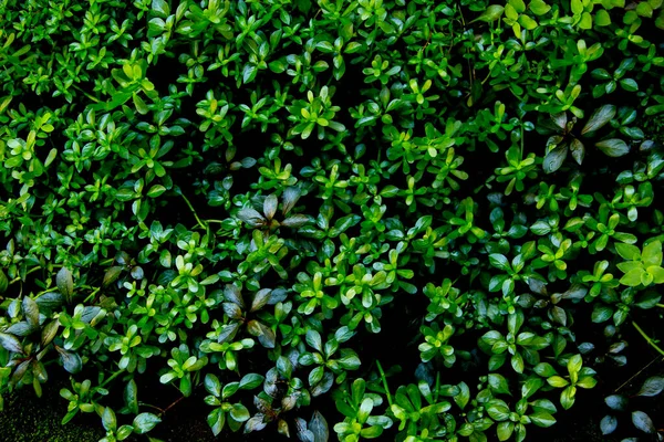 stock image dark green leaves of native bacopa monnieri evergreen vines, earth day