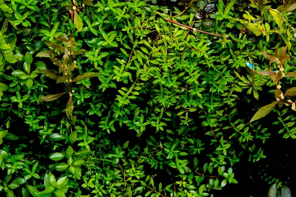 Dark Green Leaves Native Ludwigia Arcuata Evergreen Vines Earth Day — Stock Photo, Image