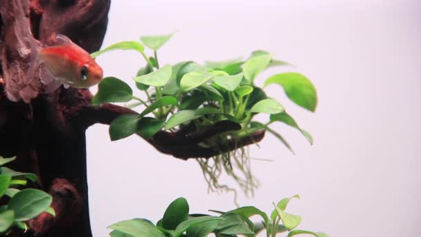 与刚果四连鱼共栖的水族馆中无偏见植物的美丽 — 图库视频影像