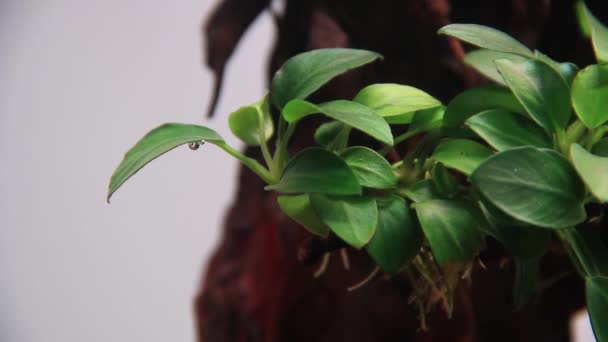 Nahaufnahme Schöne Unterwasseraquarien Anubias Pflanze Setzt Sauerstoff Frei — Stockvideo