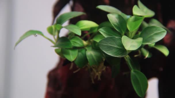 Μακροσκοπική Ομορφιά Του Φυτού Anubias Κάτω Από Νερό Ένα Ενυδρείο — Αρχείο Βίντεο