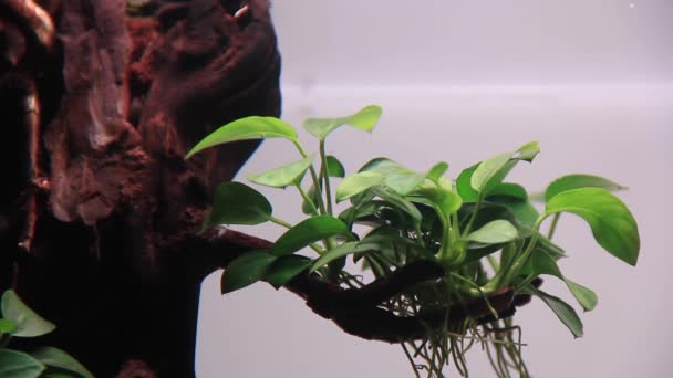 Krása Rostlin Anubias Pod Vodou Uvolňující Kyslík Větvi — Stock video